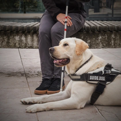 Técnico Especialista en Intervención Asistida por Perros en Oviedo, Gijón, Avilés, Langreo y León