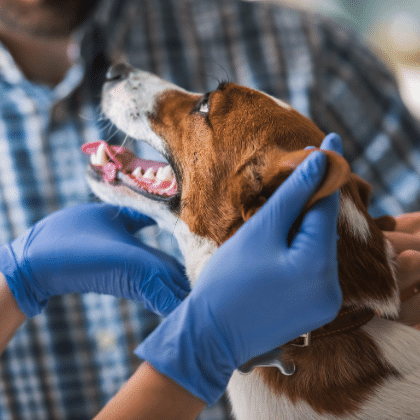 AYUDANTE TÉCNICO VETERINARIO en Oviedo, Gijón, Avilés, Langreo y León