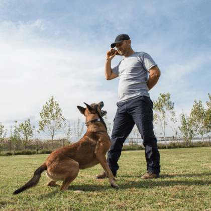 ADIESTRAMIENTO CANINO (CAPACITACIÓN POR EL PRINCIPADO DE ASTURIAS) en Oviedo, Gijón, Avilés, Langreo y León